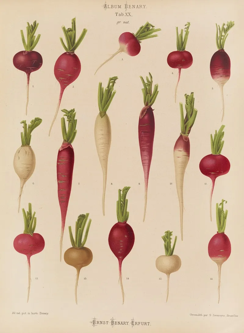 Radishes 2 Wall Art by Ernst Benary - High-Resolution Digital Print