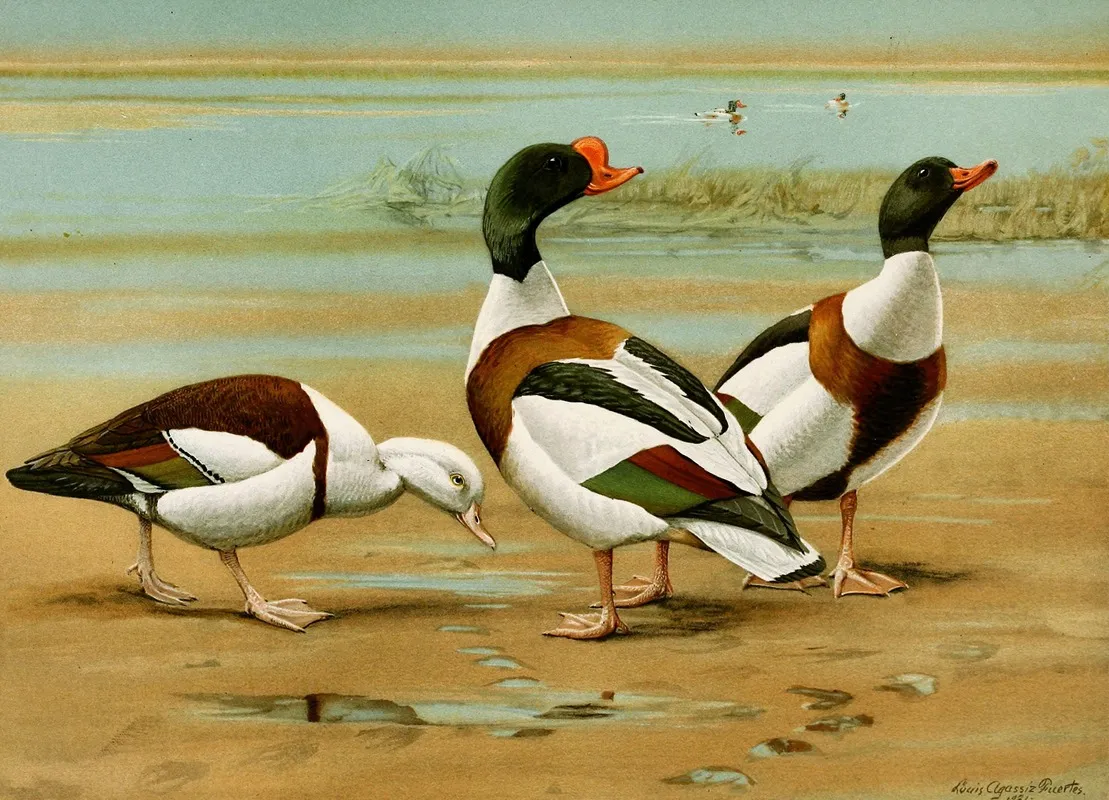 Radjah Sheldrake Common Sheldrake Wall Art by Louis Agassiz Fuertes - High-Resolution Digital Print