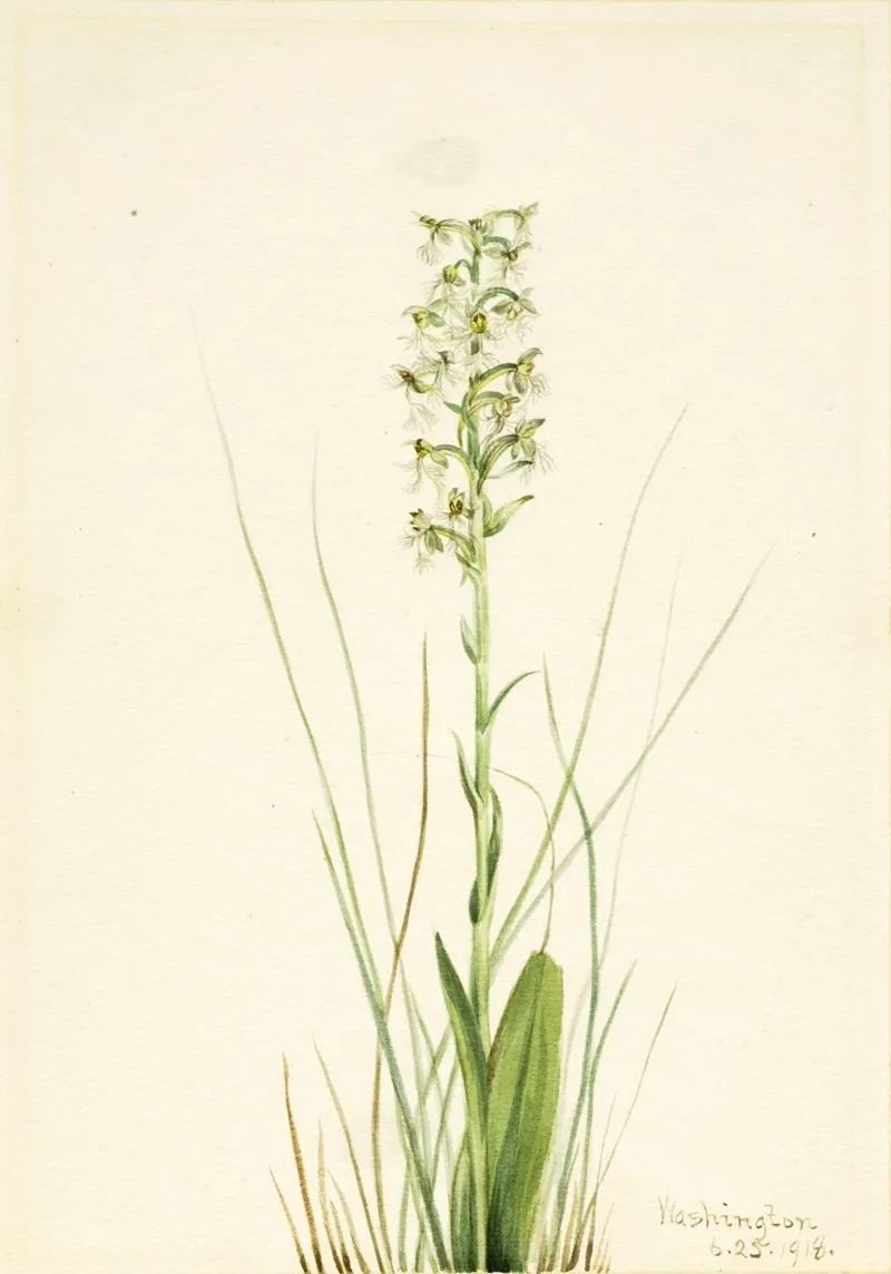 Ragged Fringe Orchid Habenaria Lacera 2
