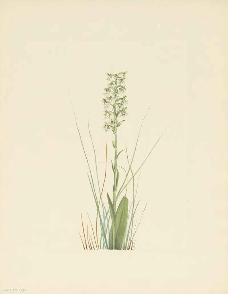Ragged Fringe Orchid Habenaria Lacera 3
