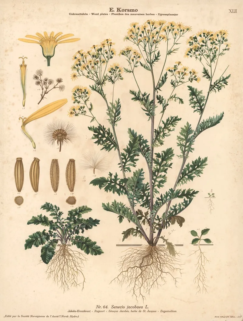 Ragwort Wall Art by Sara Mørk - High-Resolution Digital Print