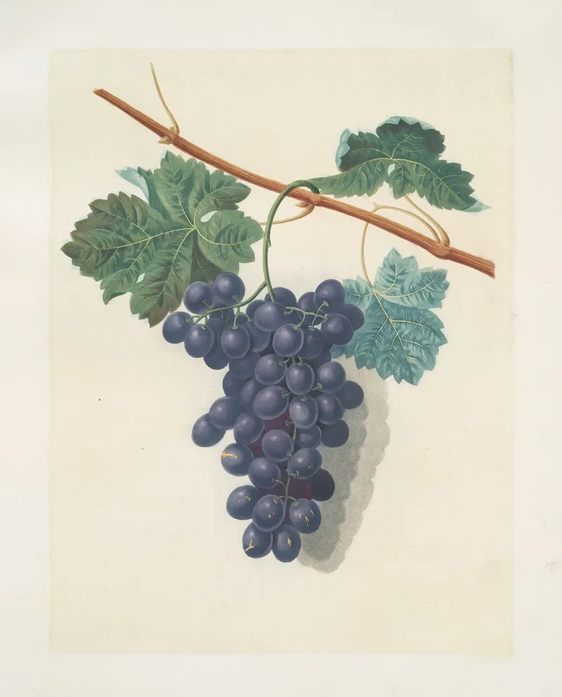 Raisin De Calmes Grapes Wall Art by George Brookshaw - High-Resolution Digital Print