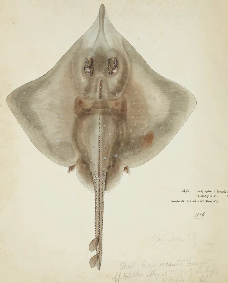 Raja Nasuta Nz Rough Skate