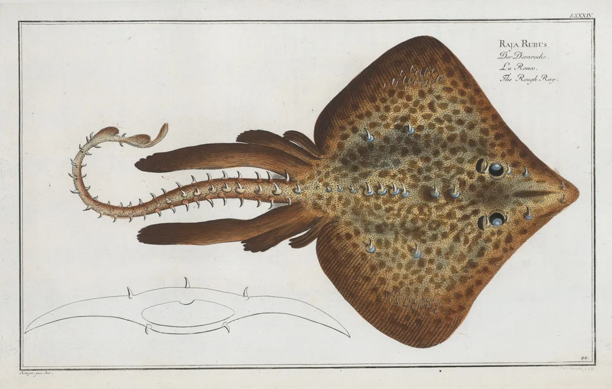 Raja Rubus The Rough Ray Wall Art by Marcus Elieser Bloch - High-Resolution Digital Print