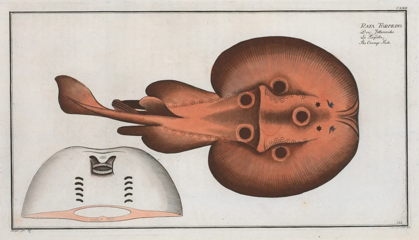 Raja Torpedo The Cramp Fish Wall Art by Marcus Elieser Bloch - High-Resolution Digital Print
