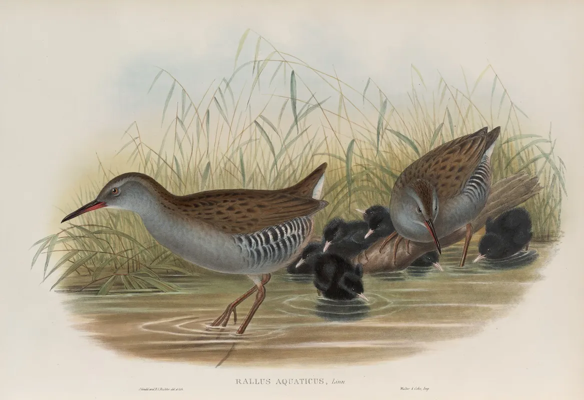 Rallus Aquaticus Water Rail Wall Art by John Gould - High-Resolution Digital Print