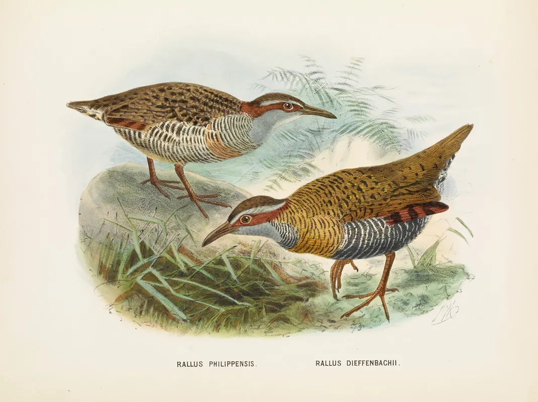 Rallus Philipensis And Rallus Dieffenbachii Wall Art by John Gerrard Keulemans - High-Resolution Digital Print