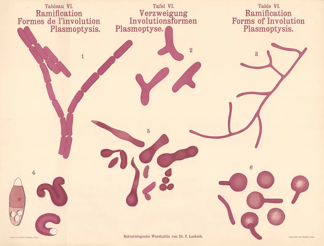 Ramification Forms Of Involution Plasmoptysis Wall Art by Hans Ernst August Buchner - High-Resolution Digital Print