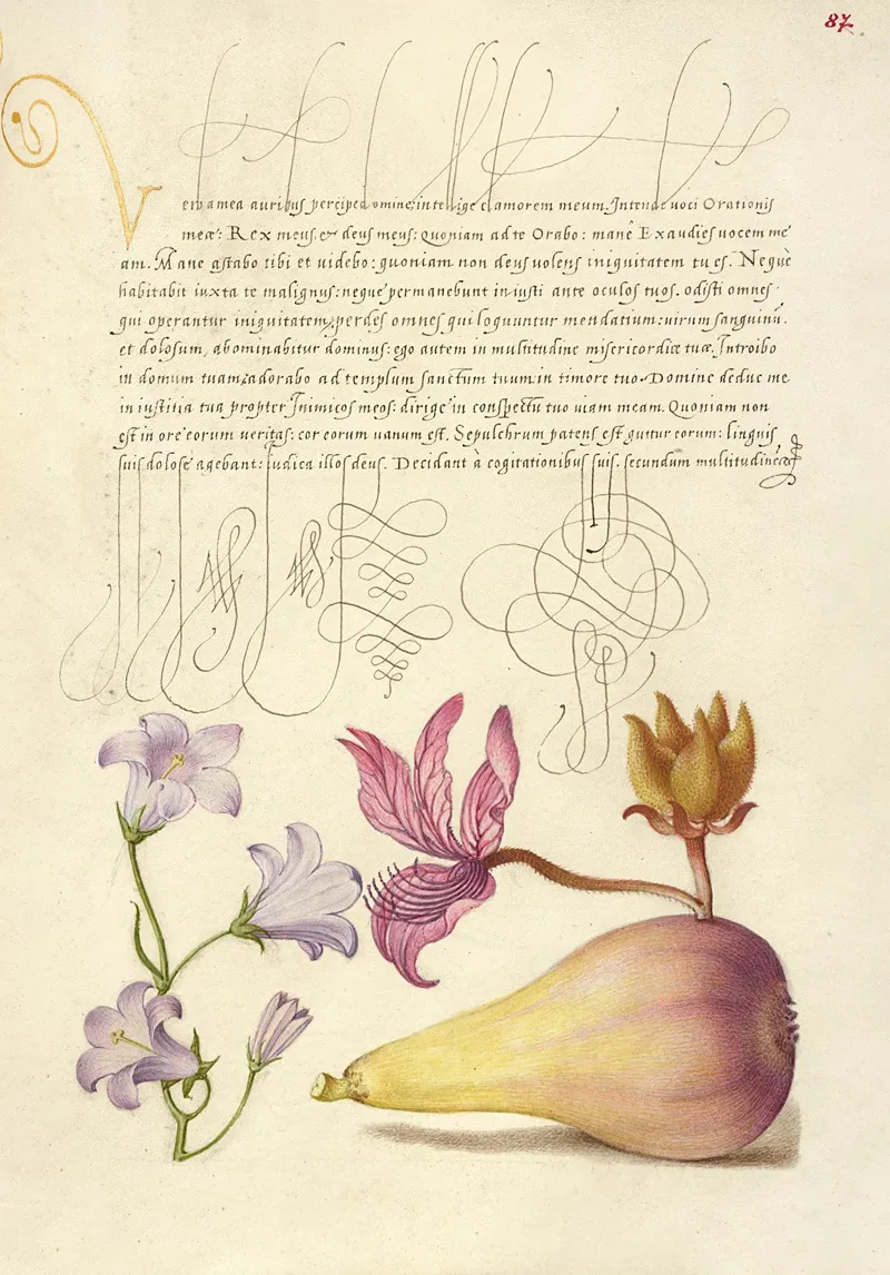 Rampion Dittany And Pear