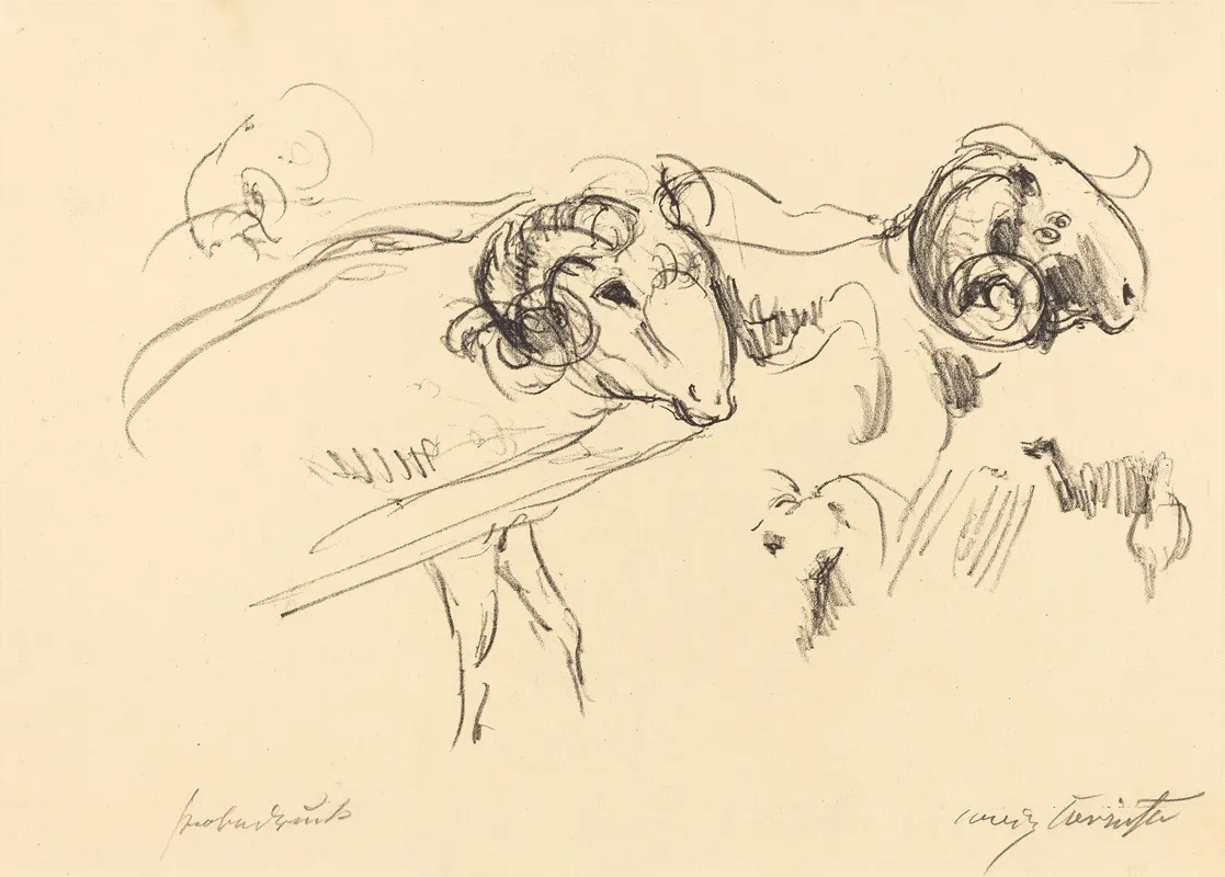 Rams Schafbocke