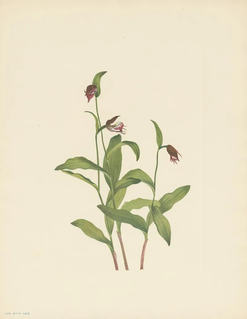 Ramshead Ladyslipper Cypripedium Arietinum 2