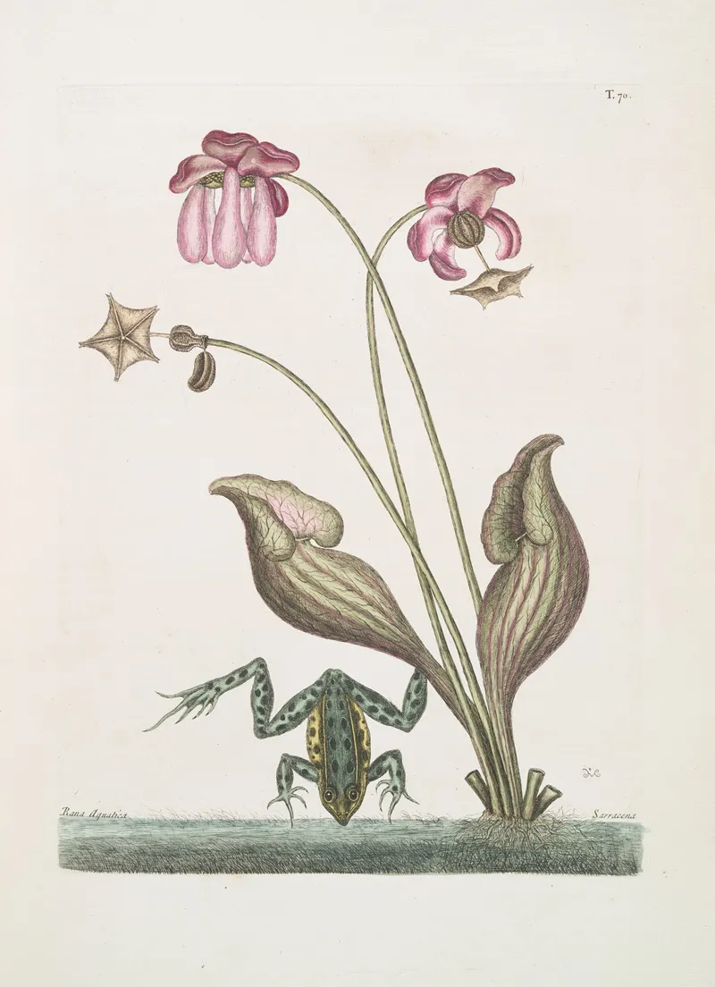 Rana Aquatica The Water Frog Sarracena Wall Art by Mark Catesby - High-Resolution Digital Print