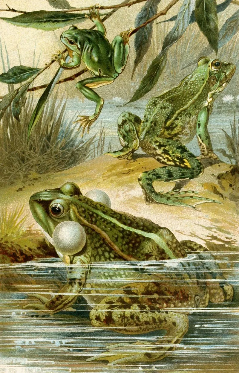 Rana Esculenta Rana Esculenta Ridibunda Hyla Arborea Wall Art by Bruno Dürigen - High-Resolution Digital Print