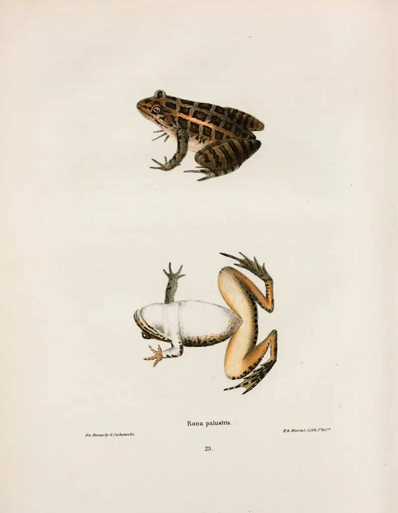 Rana Palustris Wall Art by John Edwards Holbrook - High-Resolution Digital Print