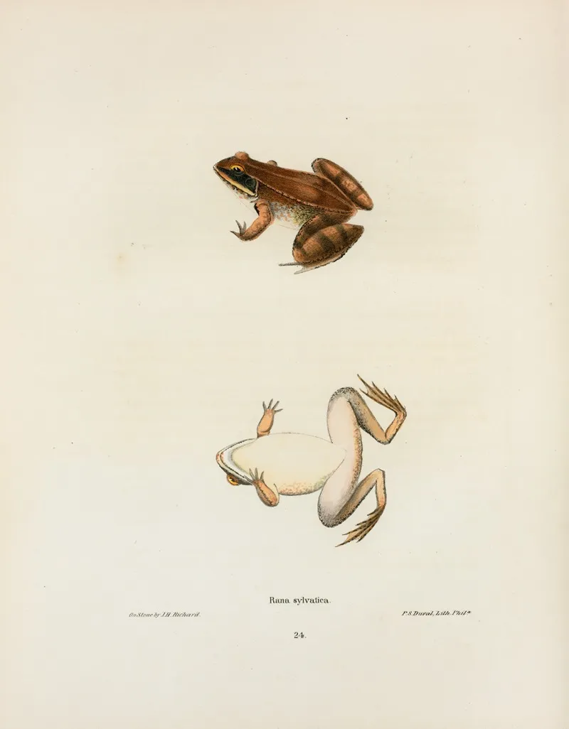 Rana Sylvatica Wall Art by John Edwards Holbrook - High-Resolution Digital Print
