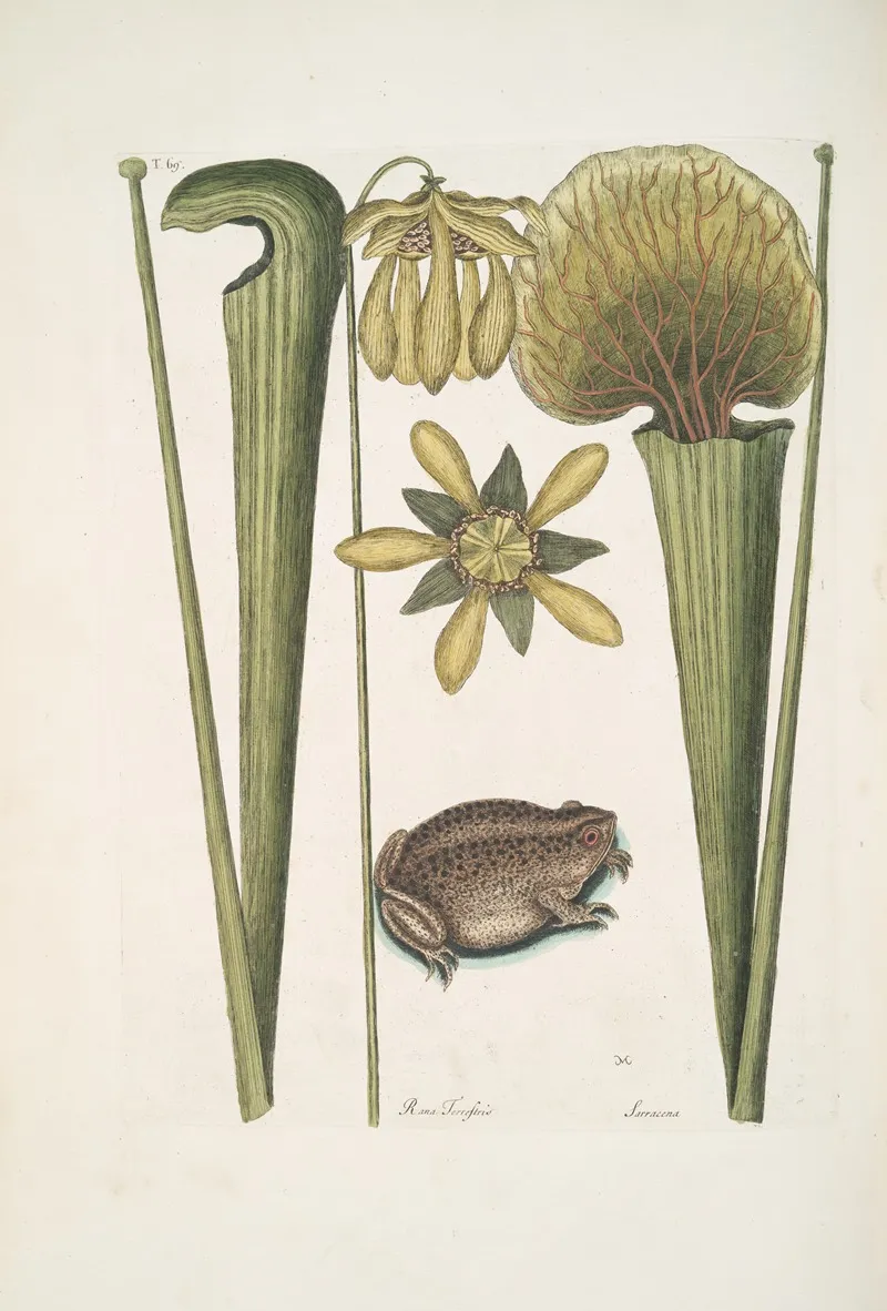 Rana Terrestris The Land Frog Sarracena Wall Art by Mark Catesby - High-Resolution Digital Print