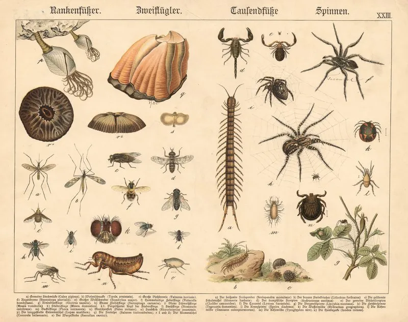 Rankenfusser Zweiflugler Tausendfusse Spinnen Wall Art by Gotthilf Heinrich von Schubert - High-Resolution Digital Print