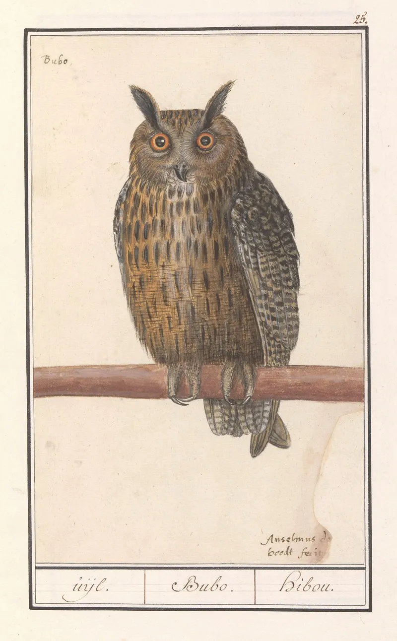 Ransuil Asio Otus Uijl Bubo Hibou Wall Art by Anselmus Boëtius de Boodt - High-Resolution Digital Print
