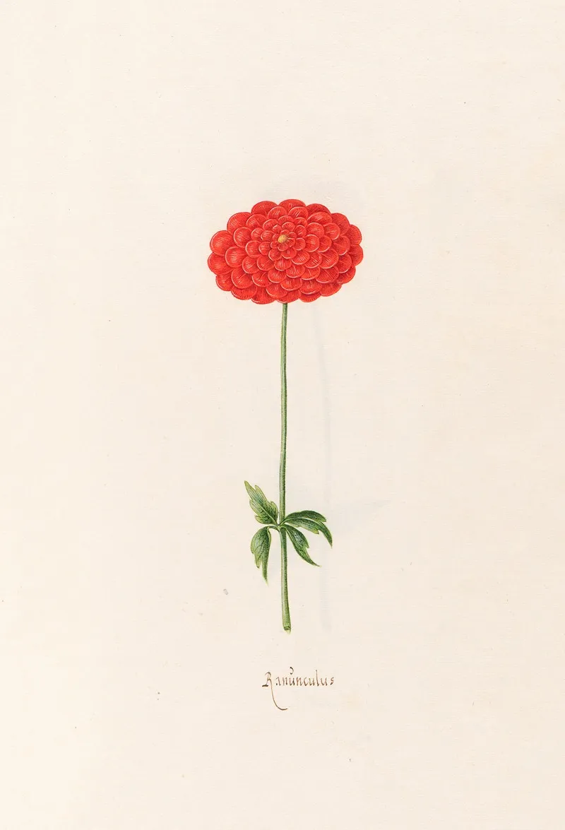 Ranunculus 2 Wall Art by Magdelena Rosina Funck - High-Resolution Digital Print