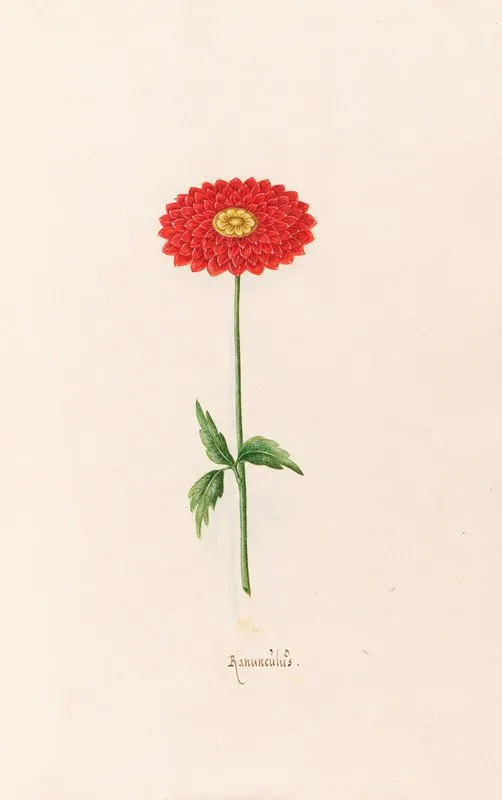 Ranunculus 3 Wall Art by Magdelena Rosina Funck - High-Resolution Digital Print