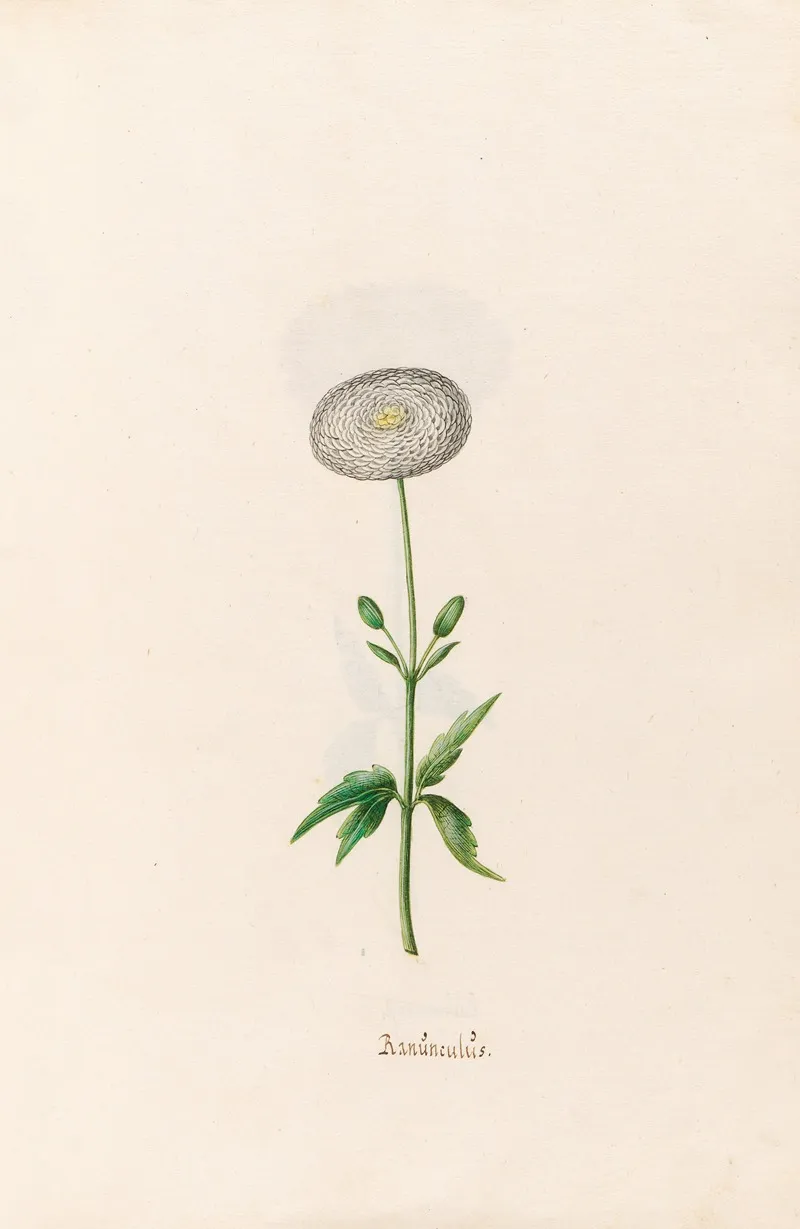 Ranunculus 4 Wall Art by Magdelena Rosina Funck - High-Resolution Digital Print