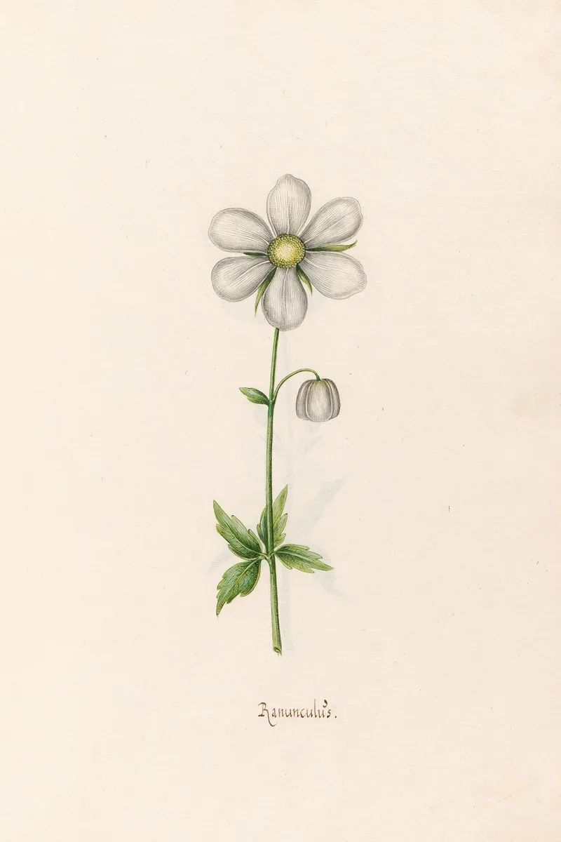 Ranunculus 5 Wall Art by Magdelena Rosina Funck - High-Resolution Digital Print
