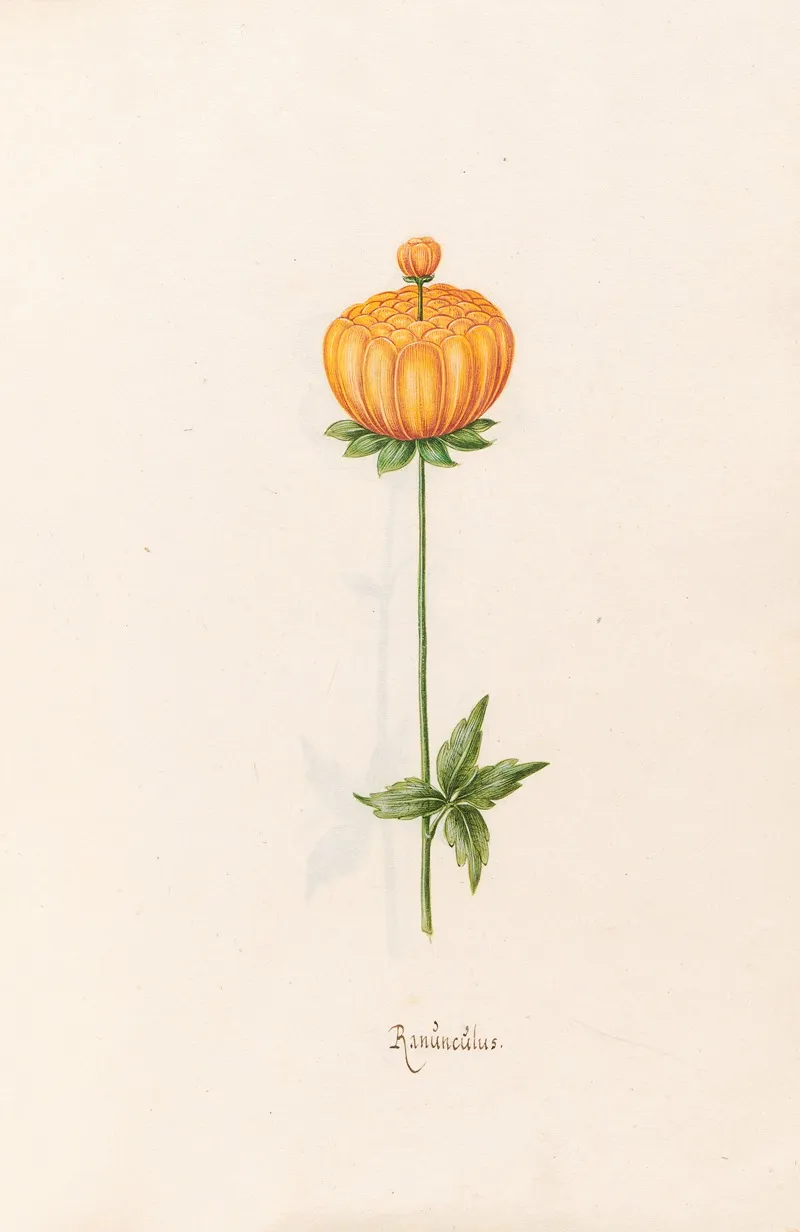Ranunculus 6 Wall Art by Magdelena Rosina Funck - High-Resolution Digital Print