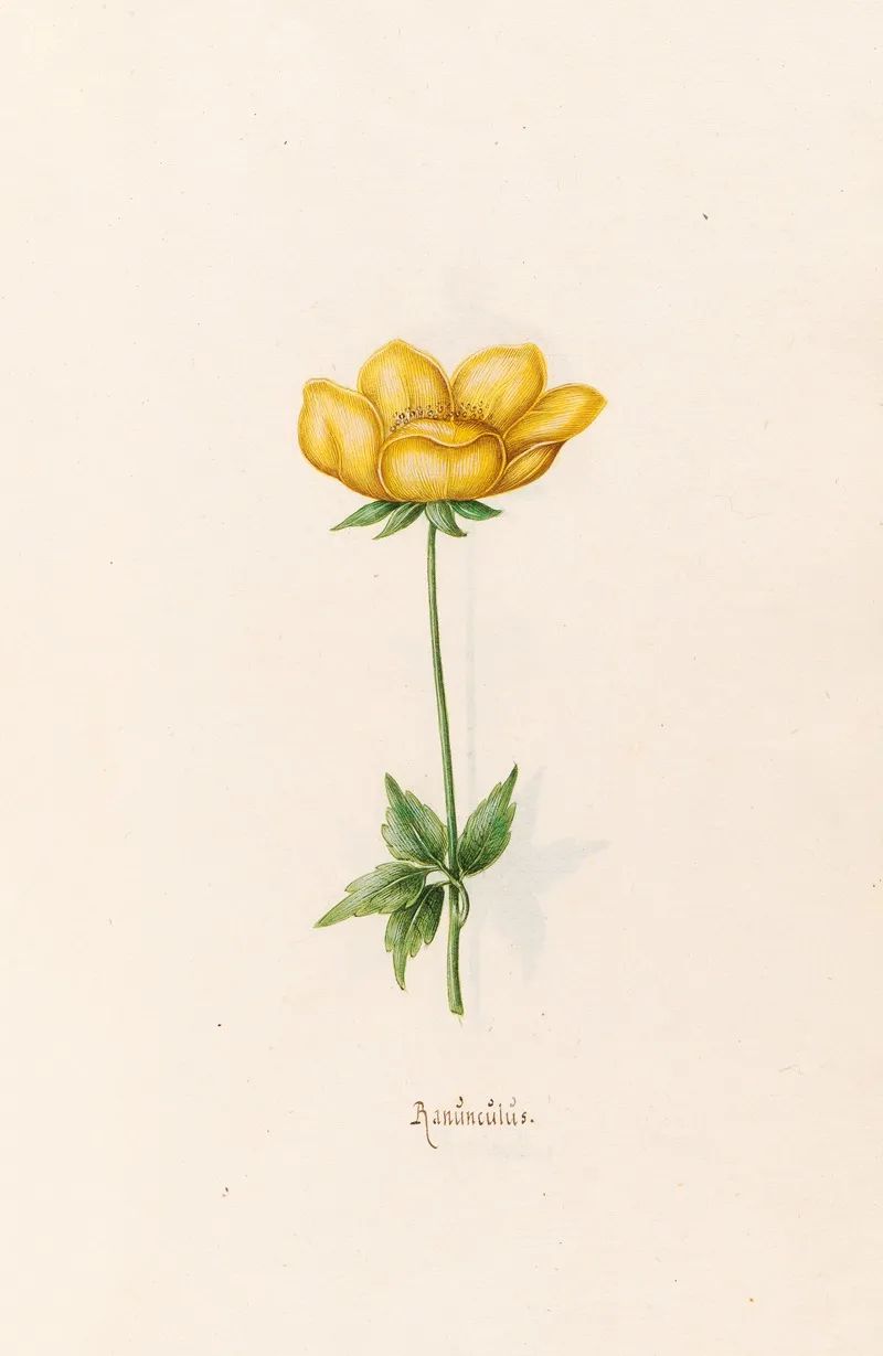Ranunculus 7 Wall Art by Magdelena Rosina Funck - High-Resolution Digital Print