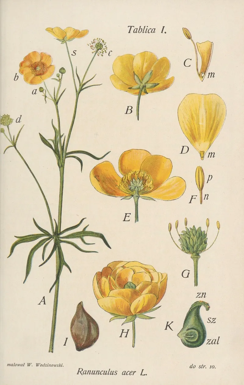 Ranunculus Acer Wall Art by Józef Rostafiński - High-Resolution Digital Print