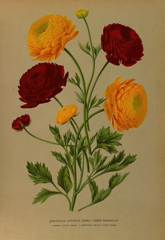 Ranunculus Africanus Double Turban Ranunculus Wall Art by Arentina Hendrica Arendsen - High-Resolution Digital Print