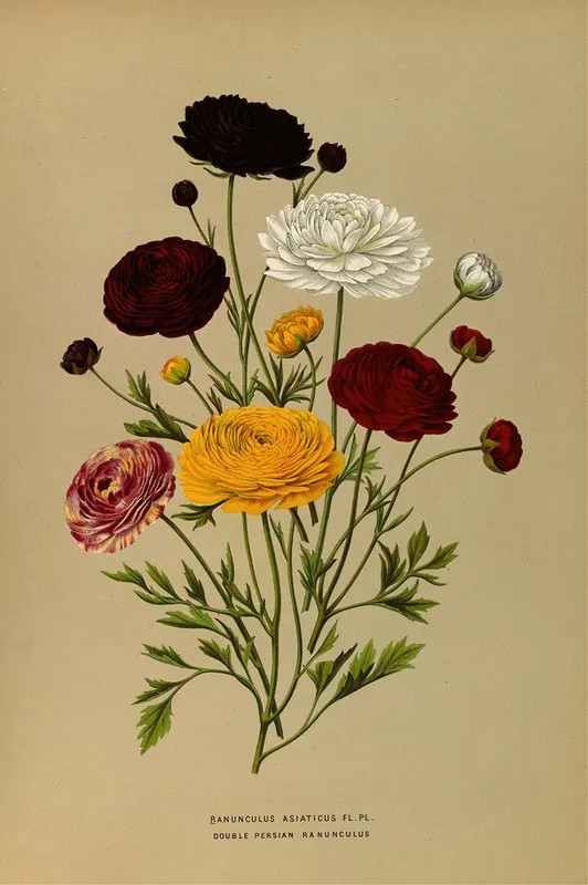 Ranunculus Asiaticus Fl Pl Double Persian Ranunculus Wall Art by Arentina Hendrica Arendsen - High-Resolution Digital Print