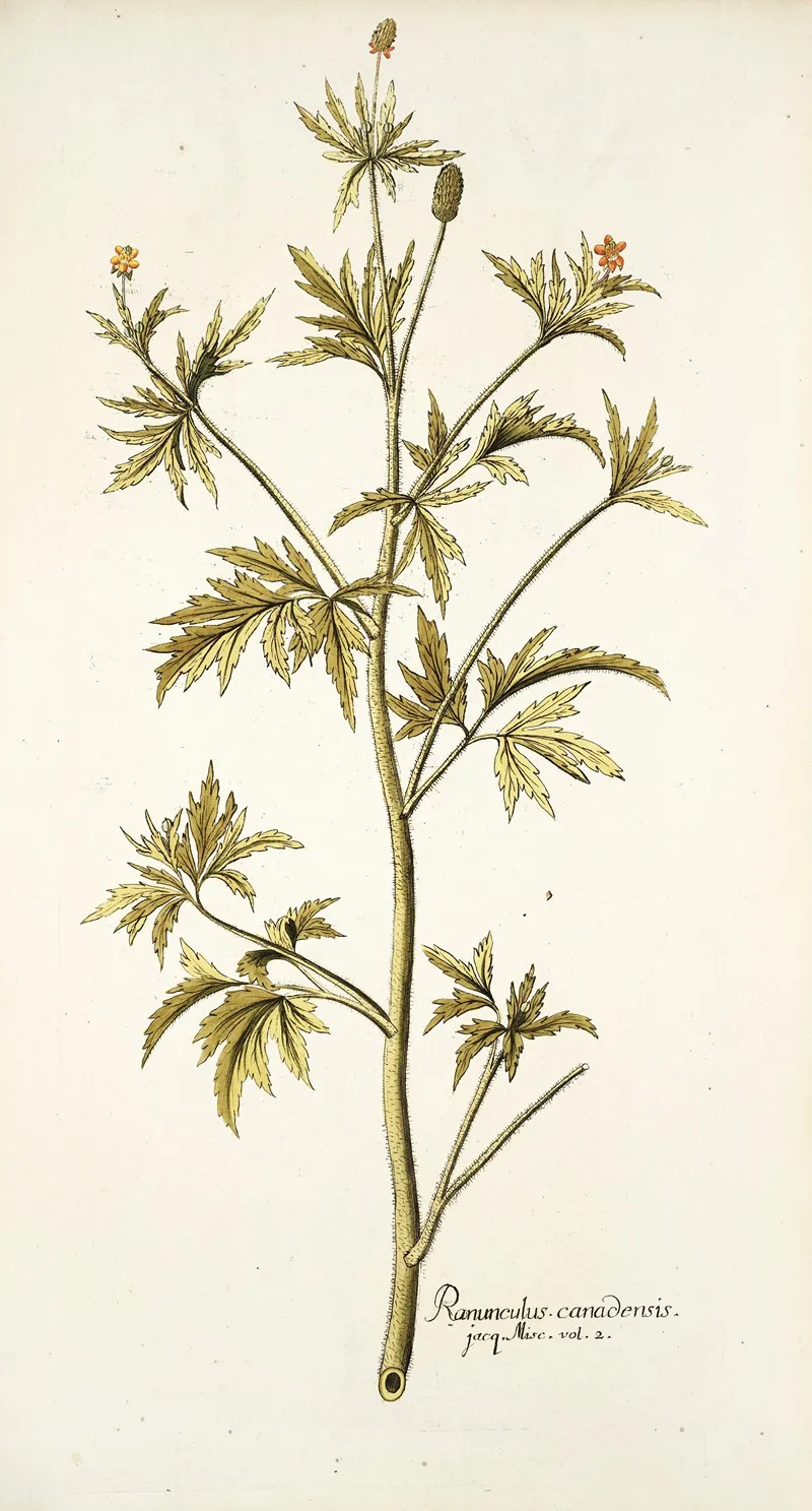 Ranunculus Canadensis Wall Art by Nikolaus Joseph Freiherr von Jacquin - High-Resolution Digital Print