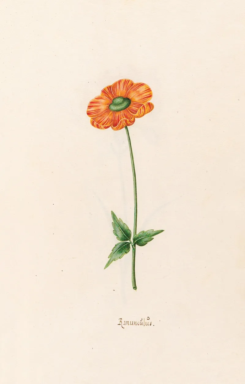 Ranunculus Wall Art by Magdelena Rosina Funck - High-Resolution Digital Print