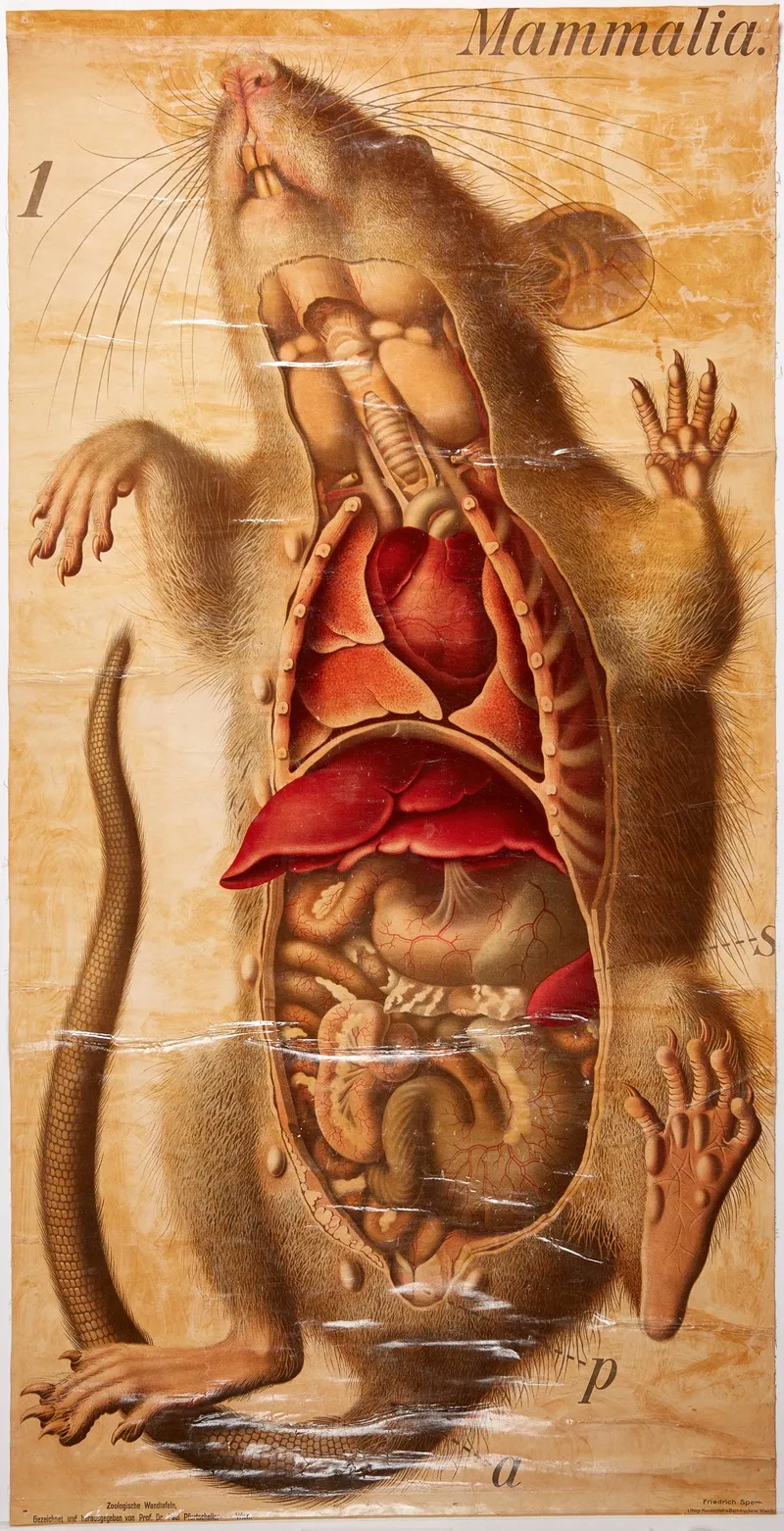 Rat 2 Wall Art by Paul Pfurtscheller - High-Resolution Digital Print