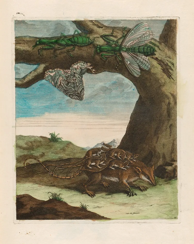 Rat De Forest 2