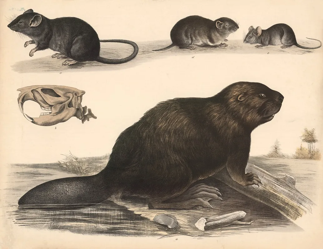 Rat Field Mouse House Mouse Beaver Wall Art by Franz Engleder - High-Resolution Digital Print