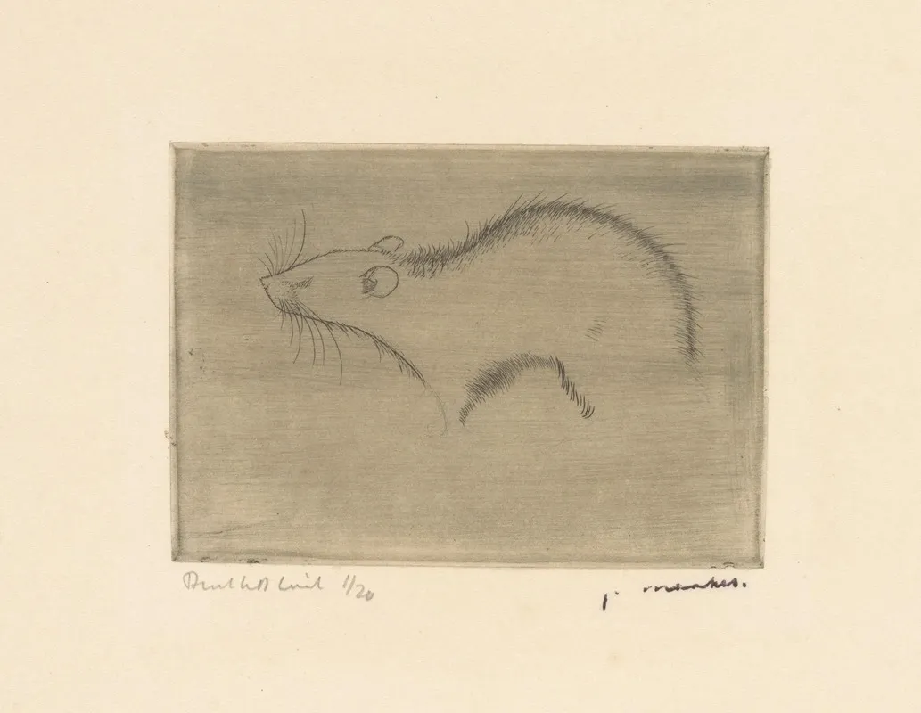 Rat