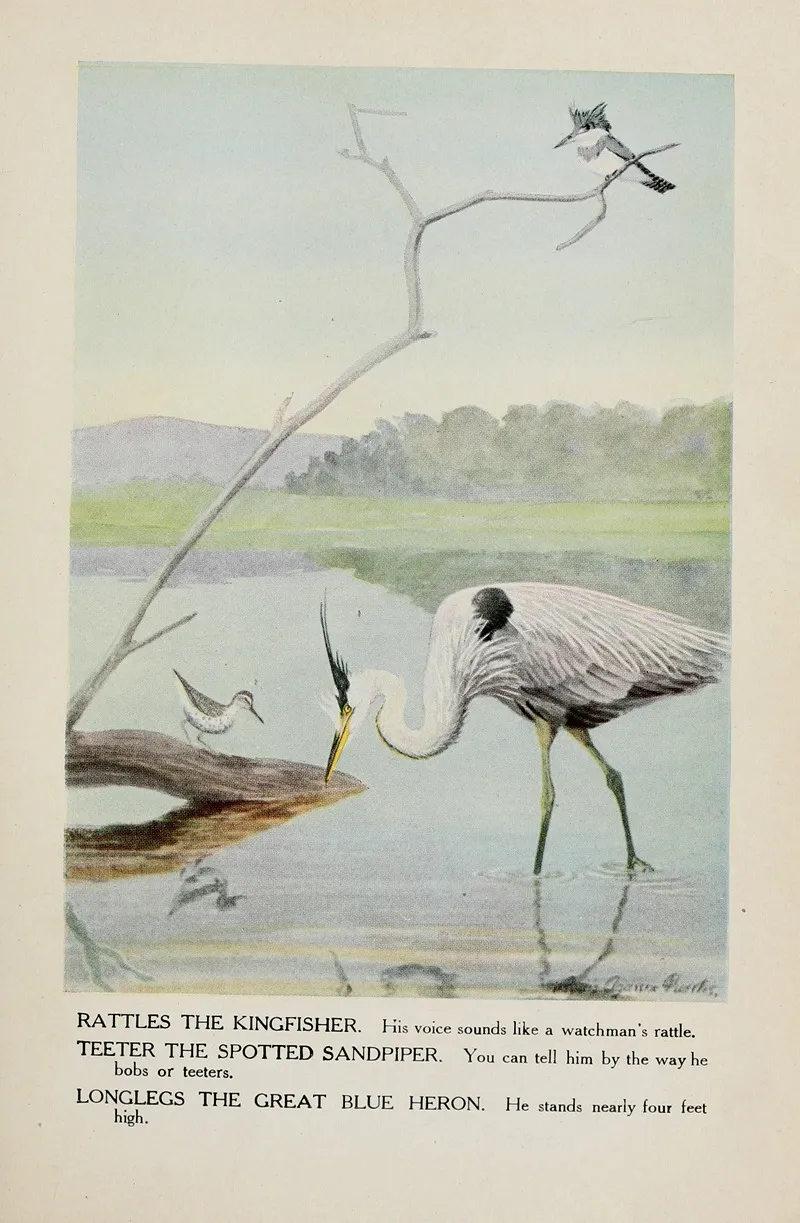 Rattles The Kingfisher Teeter The Spotted Sandpiper Longlegs The Great Blue Heron Wall Art by Louis Agassiz Fuertes - High-Resolution Digital Print