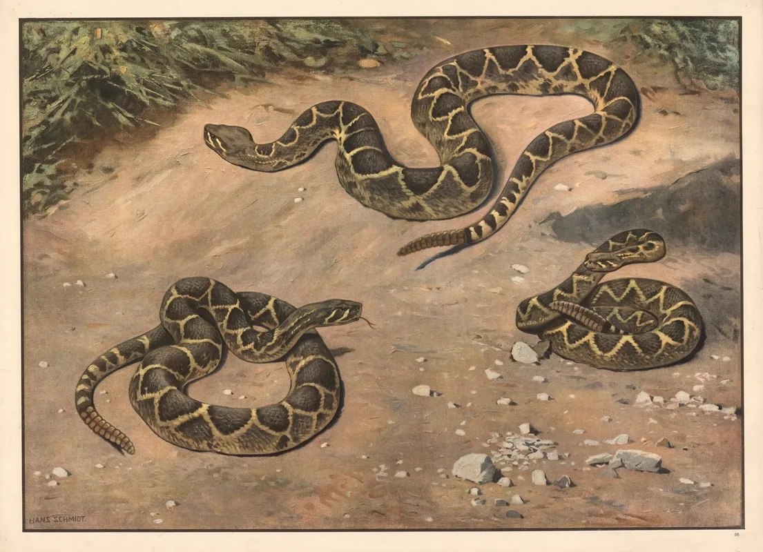 Rattlesnake 2 Wall Art by Hans Schmidt - High-Resolution Digital Print