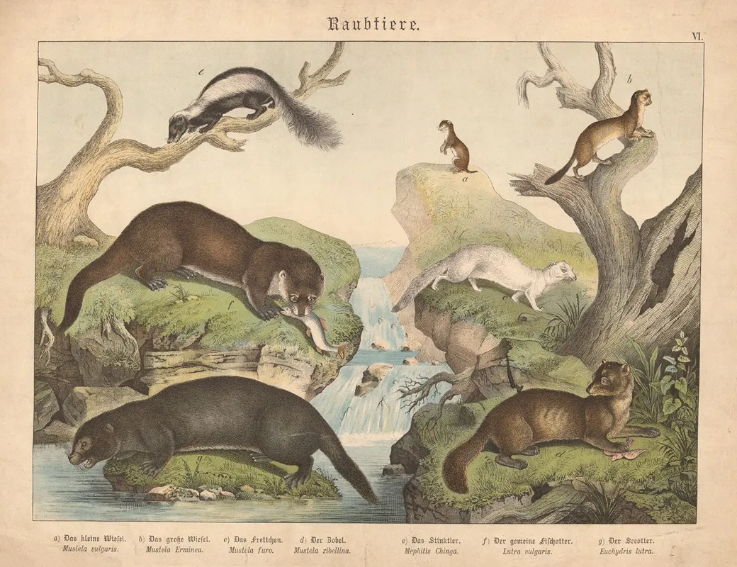 Raubtiere A Das Kleine Weisel B Das Grosse Weisel C Das Frettchen D Der Zobel E Das Stinktier F Der Gemeine Fischotter E Der Seeotter Wall Art by Gotthilf Heinrich von Schubert - High-Resolution Digital Print