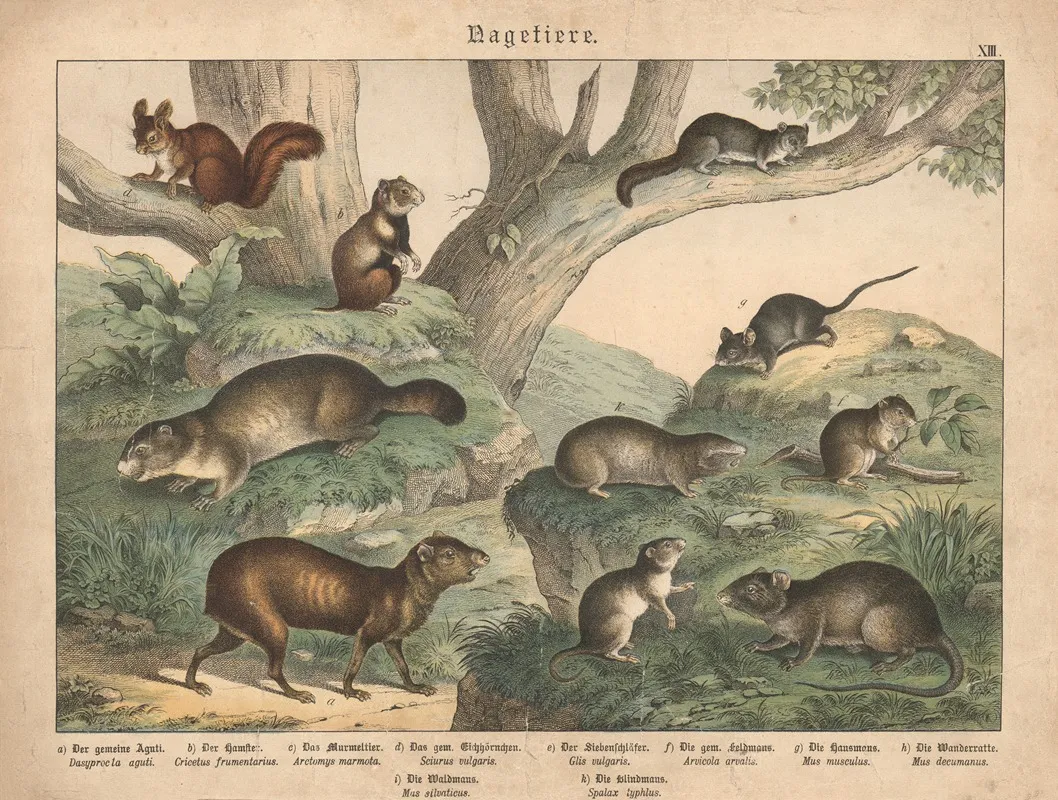 Raubtiere A Der Gemeine Aguti B Der Hamster C Das Murmeltier D Das Gemeine Eichhornchen E Der Siebenschlafer Wall Art by Gotthilf Heinrich von Schubert - High-Resolution Digital Print