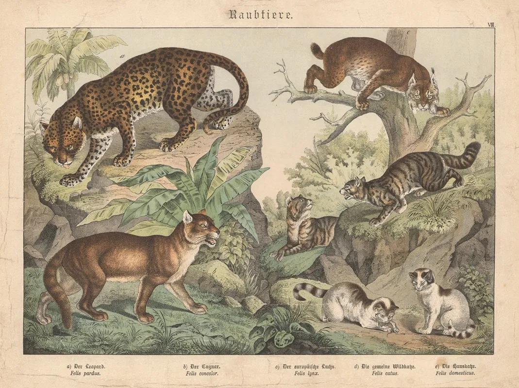 Raubtiere A Der Leopard B Der Cuguar C Der Europaische Luchs D Die Gemeine Wildkatze E Die Hauskatze Wall Art by Gotthilf Heinrich von Schubert - High-Resolution Digital Print