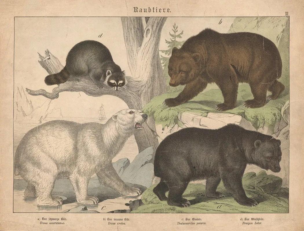 Raubtiere A Der Schwarze Bar B Der Braune Bar C Der Eisbar D Der Waschbar Wall Art by Gotthilf Heinrich von Schubert - High-Resolution Digital Print