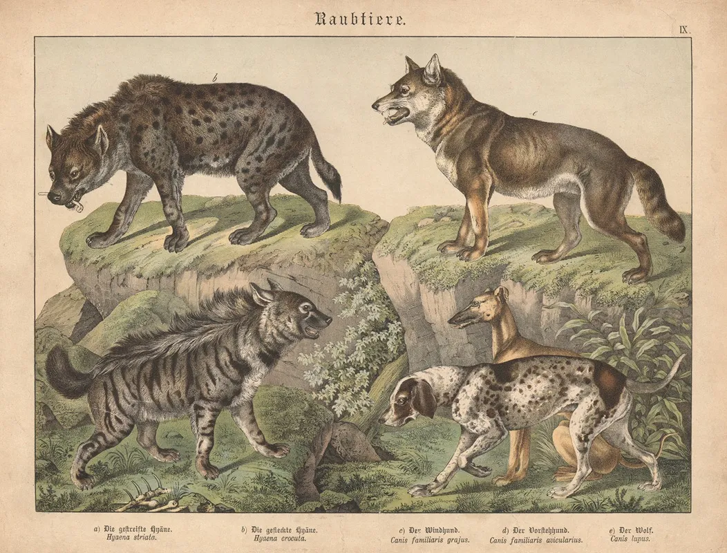 Raubtiere A Die Gestreifte Hyane B Die Gefleckte Hyane C Der Windhund D Der Vorstehhund E Der Wolf Wall Art by Gotthilf Heinrich von Schubert - High-Resolution Digital Print