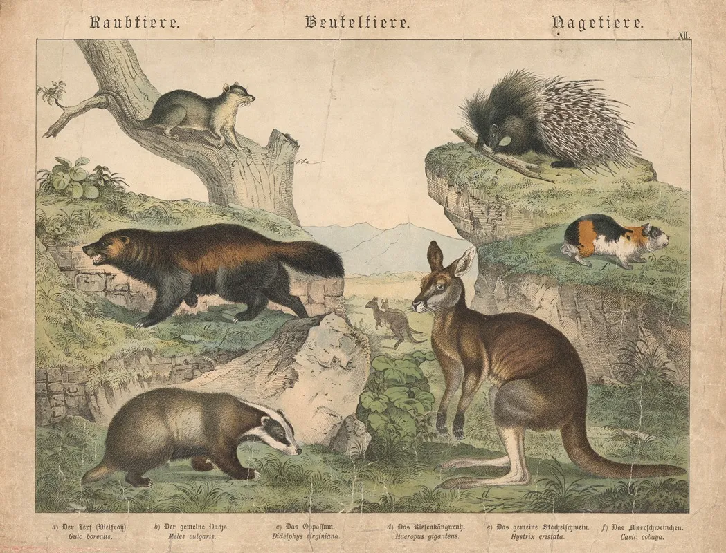 Raubtiere Beuteltiere Nagetiere Wall Art by Gotthilf Heinrich von Schubert - High-Resolution Digital Print