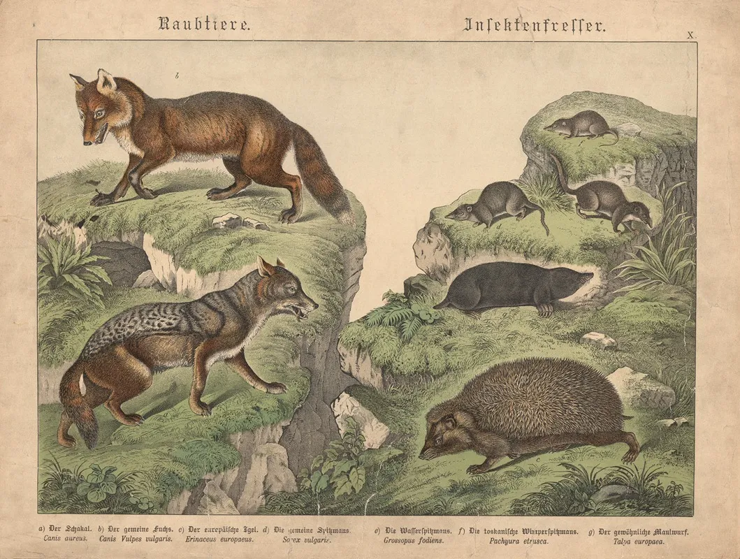 Raubtiere Insektenfresser Wall Art by Gotthilf Heinrich von Schubert - High-Resolution Digital Print