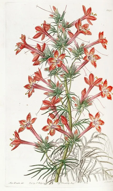 Ravenfooted Gilia Wall Art by Sydenham Edwards - High-Resolution Digital Print