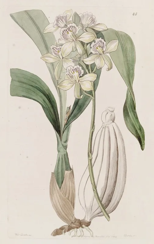 Ray Flowered Epidendrum Wall Art by Sydenham Edwards - High-Resolution Digital Print