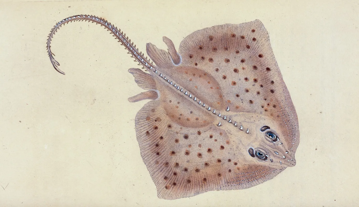 Ray Rough Raia Rubus Wall Art by Edward Donovan - High-Resolution Digital Print