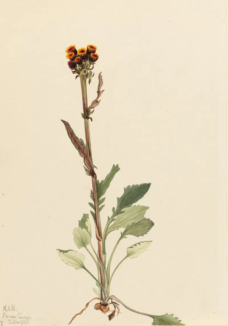 Rayless Groundsel Senecio Pauciflorus 2